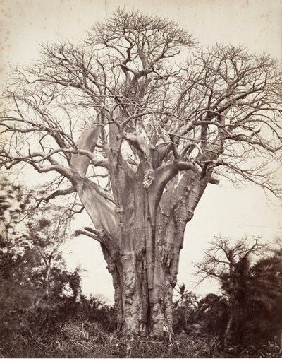Baobab v Moheli, 1863. od Désiré Charnay