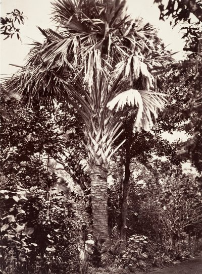Velký Latanier, 1863. od Désiré Charnay
