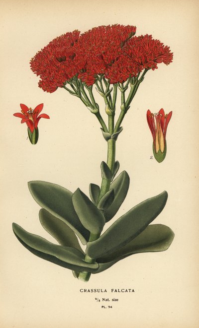 Letoun, Crassula perfoliata var. čelist. od Désiré Georges Jean Marie Bois