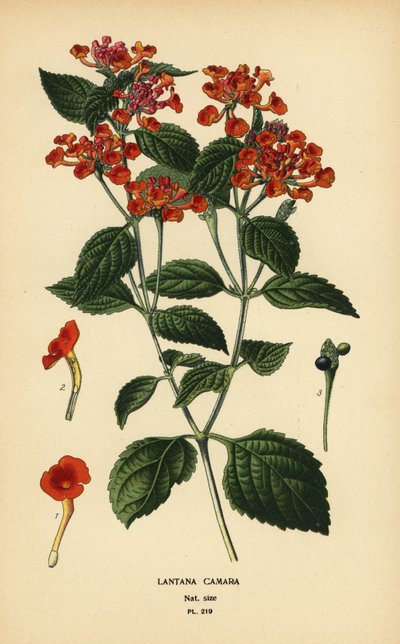 Šalvěj velká, ghaneri nebo klíšťata, Lantana camara. Chromolitograf z ilustrace Desire Bois z oblíbených květin Edwarda Stepa ze zahrady a skleníku, Frederick Warne, Londýn od Désiré Georges Jean Marie Bois