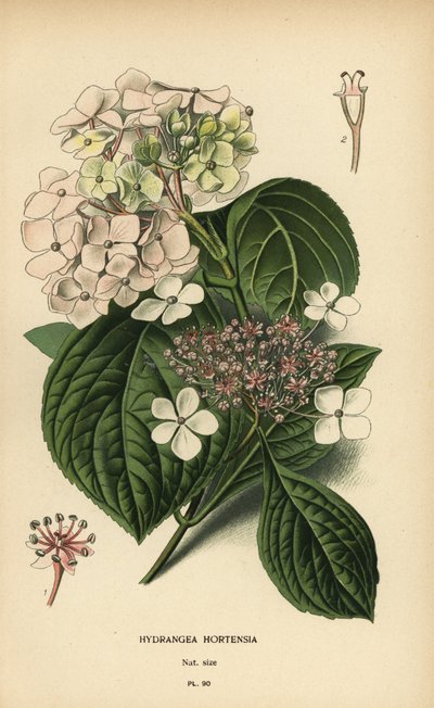 Hortenzie velkolistá, Hydrangea macrophylla. od Désiré Georges Jean Marie Bois