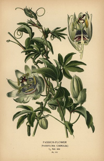 Mučenka modrá, Passiflora caerulea. od Désiré Georges Jean Marie Bois
