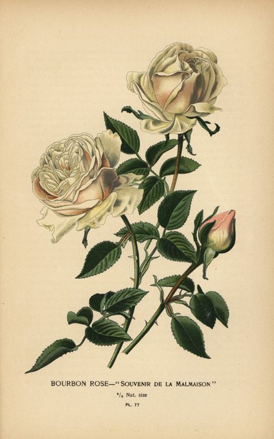 Bourbonská růže, Suvenýr z Malmaison. od Désiré Georges Jean Marie Bois