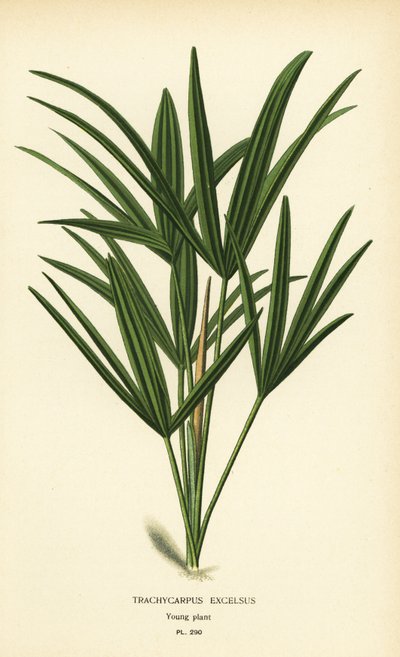 Palma širokolistá nebo palma bambusová, Rhapis excelsa (Trachycarpus excelsus). Chromolitograf z ilustrace Desire Bois z oblíbených květin Edwarda Stepa ze zahrady a skleníku, Frederick Warne, Londýn od Désiré Georges Jean Marie Bois