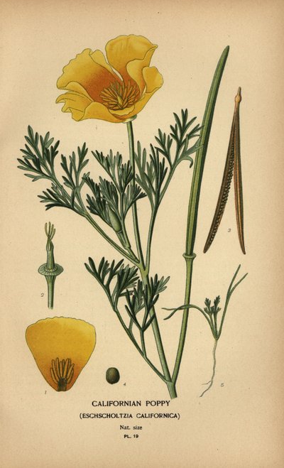 Kalifornský mák, Eschscholzia californica od Désiré Georges Jean Marie Bois