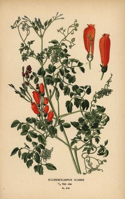 Chilský slavokvetý, Eccremocarpus scaber. od Désiré Georges Jean Marie Bois
