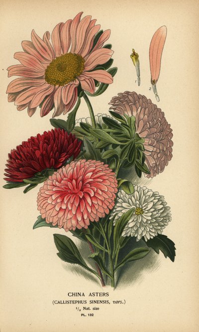 Odrůdy čínských aster, Callistephus x sinensis. od Désiré Georges Jean Marie Bois