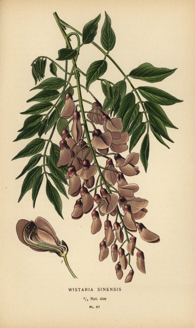 Vistárie čínská, Wisteria sinensis. od Désiré Georges Jean Marie Bois