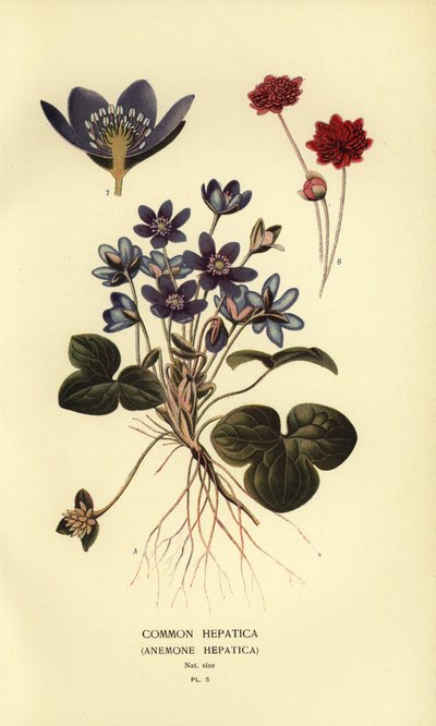 Játra obecná, Anemone hepatica. od Désiré Georges Jean Marie Bois
