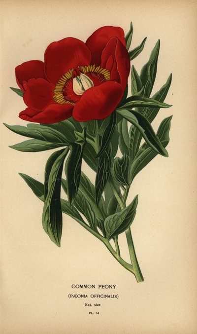 Pivoňka obecná, Paeonia officinalis. od Désiré Georges Jean Marie Bois