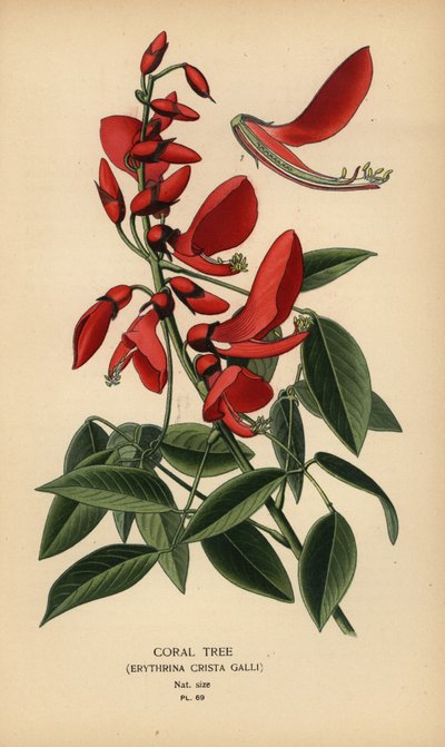 Korálový strom, Erythrina crista-galli. od Désiré Georges Jean Marie Bois