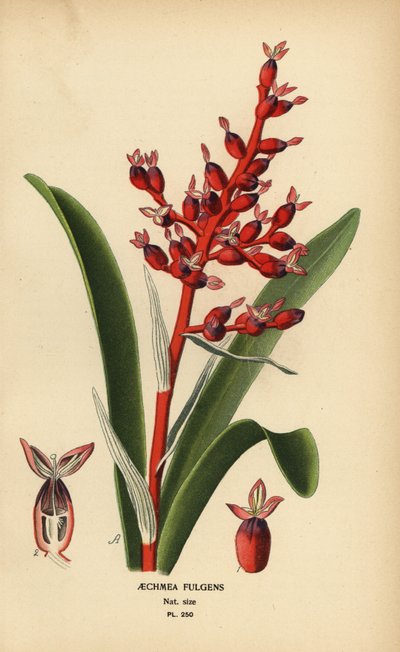 Coralberry, Aechmea fulgens. Chromolitograf z ilustrace Desire Bois z oblíbených květin Edwarda Stepa ze zahrady a skleníku, Frederick Warne, Londýn od Désiré Georges Jean Marie Bois