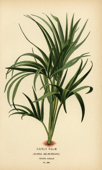 Kudrnatá palma, Howea belmoreana. Zranitelný. Chromolitograf z ilustrace Desire Bois z oblíbených květin Edwarda Stepa ze zahrady a skleníku, Frederick Warne, Londýn od Désiré Georges Jean Marie Bois