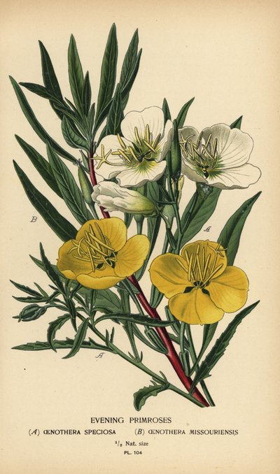 Večerní petrklíče. od Désiré Georges Jean Marie Bois