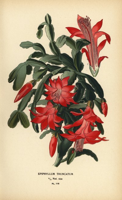 Falešný vánoční kaktus, Schlumbergera truncata. od Désiré Georges Jean Marie Bois