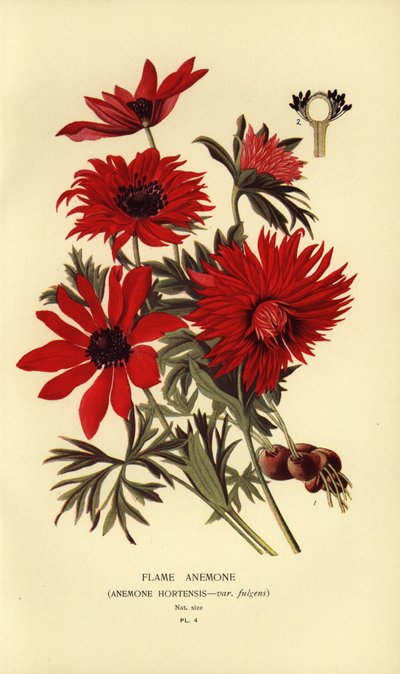 Sasanka plamenná, Sasanka hortensis. od Désiré Georges Jean Marie Bois