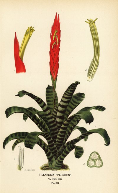 Hořící meč, Vriesea splendens (Tillandsia splendens). Chromolitografie z ilustrace B. Herincqa z Oblíbených květin Edwarda Stepa ze zahrady a skleníku, Frederick Warne, Londýn od Désiré Georges Jean Marie Bois
