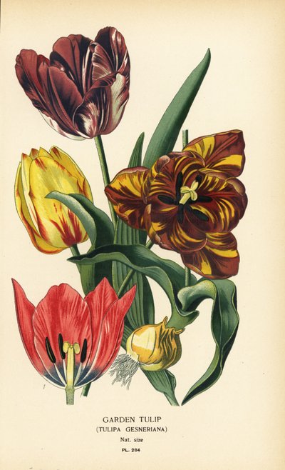 Zahradní tulipán, Tulipa gesneriana. Chromolitograf z ilustrace Desire Bois z oblíbených květin Edwarda Stepa ze zahrady a skleníku, Frederick Warne, Londýn od Désiré Georges Jean Marie Bois