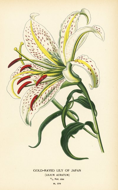 Zlatopaprsková lilie japonská nebo yamayuri, Lilium auratum. Chromolitograf z ilustrace Desire Bois z oblíbených květin Edwarda Stepa ze zahrady a skleníku, Frederick Warne, Londýn od Désiré Georges Jean Marie Bois