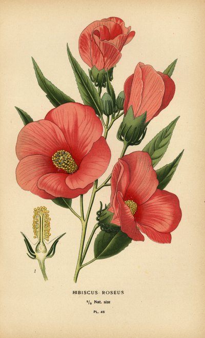 Hibiscus roseus. od Désiré Georges Jean Marie Bois