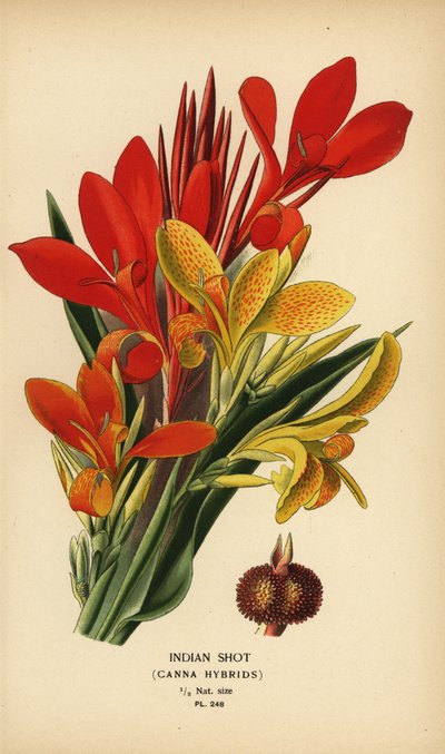 Indická střela, hybridy Canna indica. Chromolitograf z ilustrace Desire Bois z oblíbených květin Edwarda Stepa ze zahrady a skleníku, Frederick Warne, Londýn od Désiré Georges Jean Marie Bois
