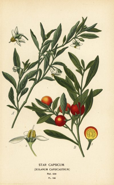 Jeruzalémská třešeň, Solanum pseudocapsicum var. diflores od Désiré Georges Jean Marie Bois