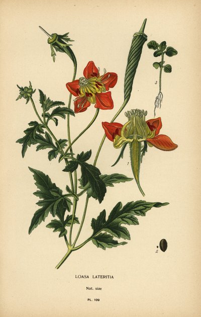 Loasa lateritia. od Désiré Georges Jean Marie Bois