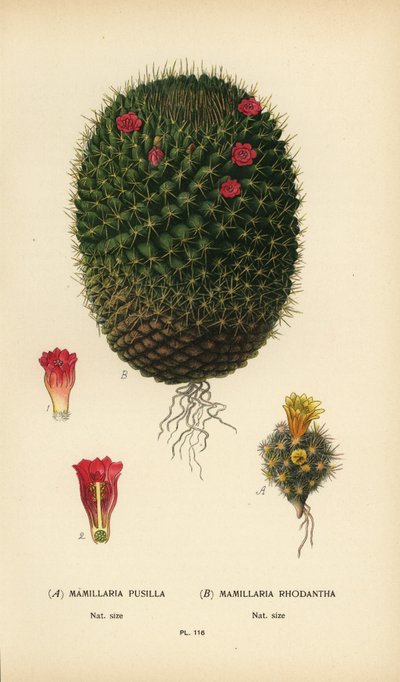 Mammillaria prolifera a Mammillaria rhodantha. od Désiré Georges Jean Marie Bois