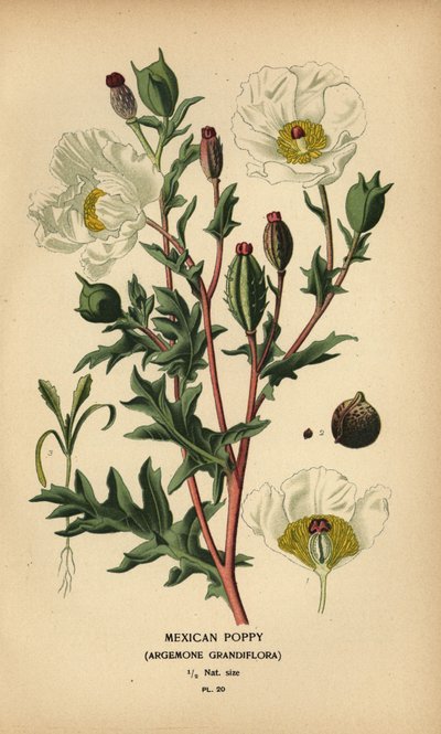 Mexický mák, Argemone grandiflora. od Désiré Georges Jean Marie Bois
