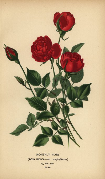 Měsíční růže, Rosa chinensis var. semperflorens. od Désiré Georges Jean Marie Bois