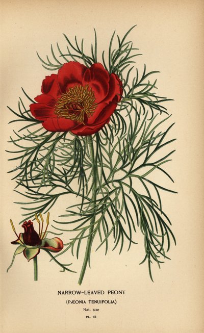 Pivoňka úzkolistá, Paeonia tenuifolia, od Désiré Georges Jean Marie Bois