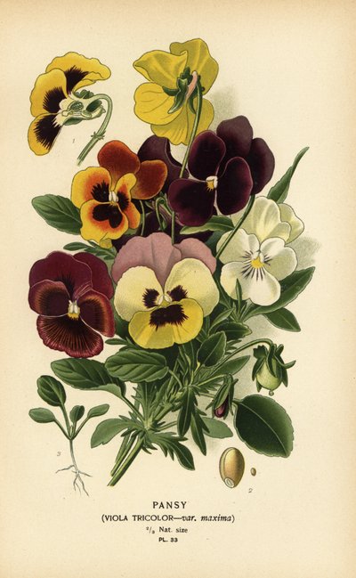 Pansy, Viola tricolor. od Désiré Georges Jean Marie Bois