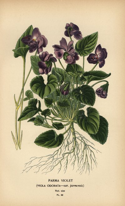 Parmská fialka, vůně Viola. od Désiré Georges Jean Marie Bois