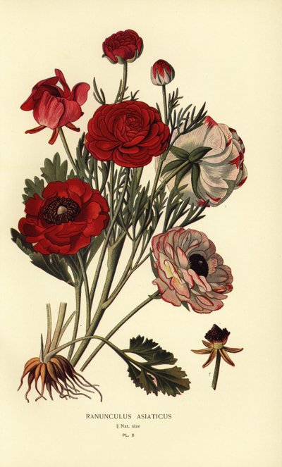 Perské pryskyřníky, Ranunculus asiatica. od Désiré Georges Jean Marie Bois
