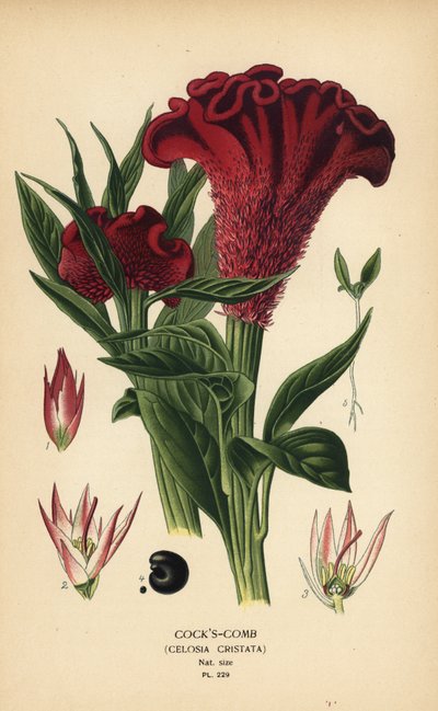 Hřeben opeřený nebo stříbrný kohoutí hřeben, Celosia argentea (Kohoří hřebínek, Celosia cristata). Chromolitograf z ilustrace Desire Bois z oblíbených květin Edwarda Stepa ze zahrady a skleníku, Frederick Warne, Londýn od Désiré Georges Jean Marie Bois