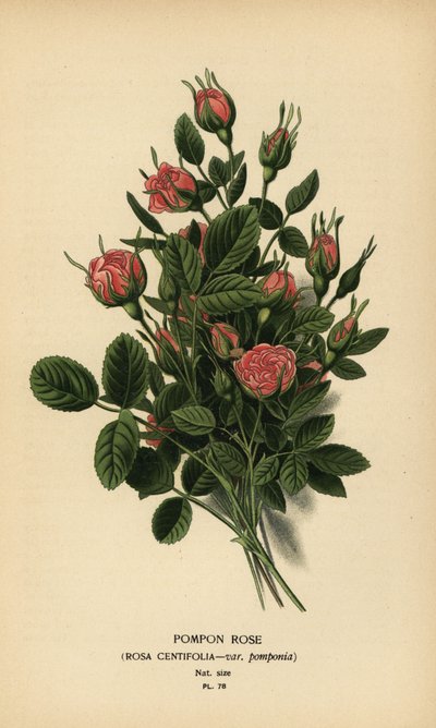 Pomponová růže, Rosa centifolia var. bambule. od Désiré Georges Jean Marie Bois