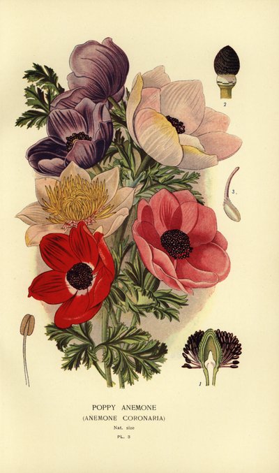 Sasanky makové, Anemone coronaria. od Désiré Georges Jean Marie Bois