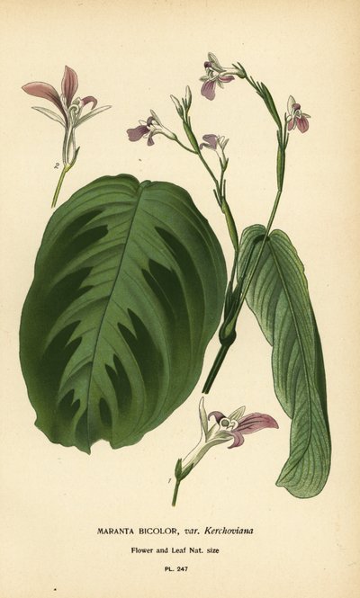 Modlitební rostlina, Maranta leuconeura (Maranta bicolor var. Kerchoviana). Chromolitograf z ilustrace Desire Bois z oblíbených květin Edwarda Stepa ze zahrady a skleníku, Frederick Warne, Londýn od Désiré Georges Jean Marie Bois