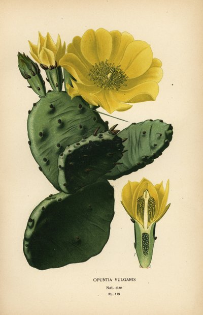 Opuncie nebo indický fík opuntia, Opuntia ficus-indica od Désiré Georges Jean Marie Bois