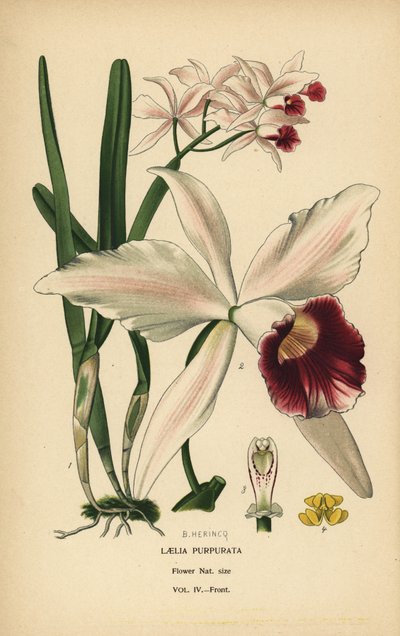 Purpurově zbarvená orchidej laelia, Cattleya purpurata (Laelia purpurata). Chromolitografie z ilustrace B. Herincqa z Oblíbených květin Edwarda Stepa ze zahrady a skleníku, Frederick Warne, Londýn od Désiré Georges Jean Marie Bois