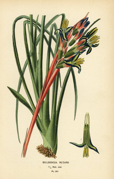 Rostlina královniných slz, Billbergia nutans. Chromolitograf z ilustrace Desire Bois z oblíbených květin Edwarda Stepa ze zahrady a skleníku, Frederick Warne, Londýn od Désiré Georges Jean Marie Bois