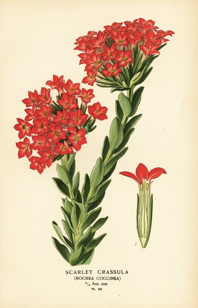 Carrula šarlatová, Crassula coccinea. od Désiré Georges Jean Marie Bois