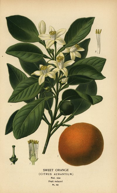 Sladký pomeranč, Citrus x aurantium. od Désiré Georges Jean Marie Bois
