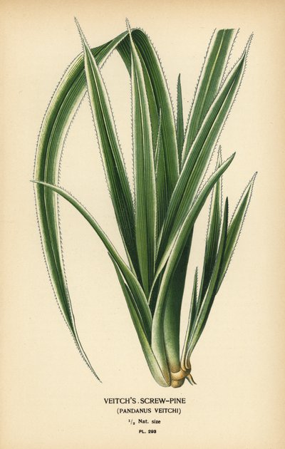 Vražedník tahitský, Pandanus tectorius (borovice Veitchova, Pandanus veitchii). Chromolitograf z ilustrace Desire Bois z oblíbených květin Edwarda Stepa ze zahrady a skleníku, Frederick Warne, Londýn od Désiré Georges Jean Marie Bois