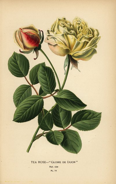 Hybrid čajové růže, Gloire de Dijon, Rosa × odorata. od Désiré Georges Jean Marie Bois