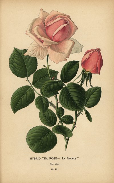 Hybrid čajové růže, La France, Rosa × odorata. od Désiré Georges Jean Marie Bois