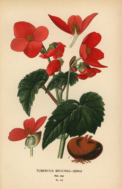 Hybrid hlíznaté begonie. od Désiré Georges Jean Marie Bois
