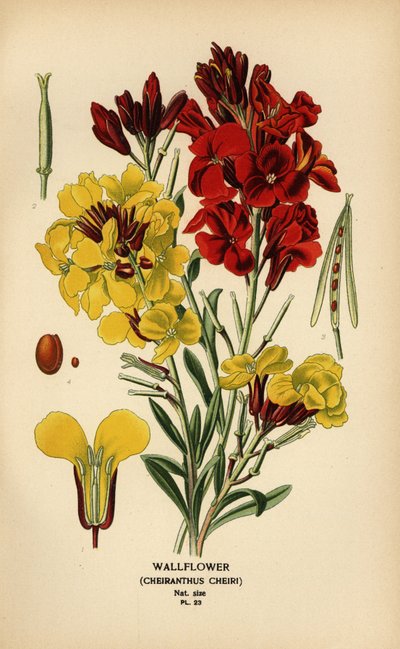 Wallflowers, Erysimum × cheiri. od Désiré Georges Jean Marie Bois