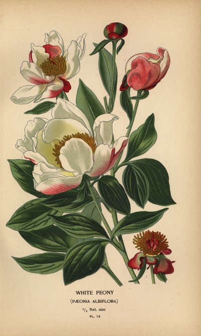 Pivoňka bílá, Paeonia lactiflora. od Désiré Georges Jean Marie Bois