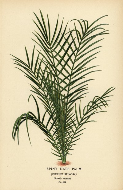 Divoká datlová palma nebo senegalská datlová palma, Phoenix reclinata (datlovka ostnitá, Phoenix spinosa). Chromolitograf z ilustrace Desire Bois z oblíbených květin Edwarda Stepa ze zahrady a skleníku, Frederick Warne, Londýn od Désiré Georges Jean Marie Bois